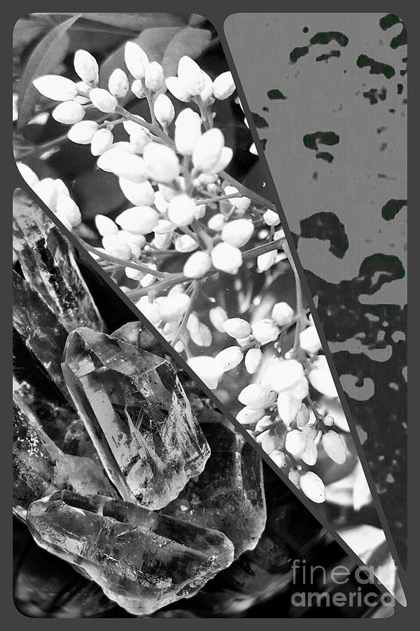 Nature Collage In Black and White Photograph by Rachel Hannah