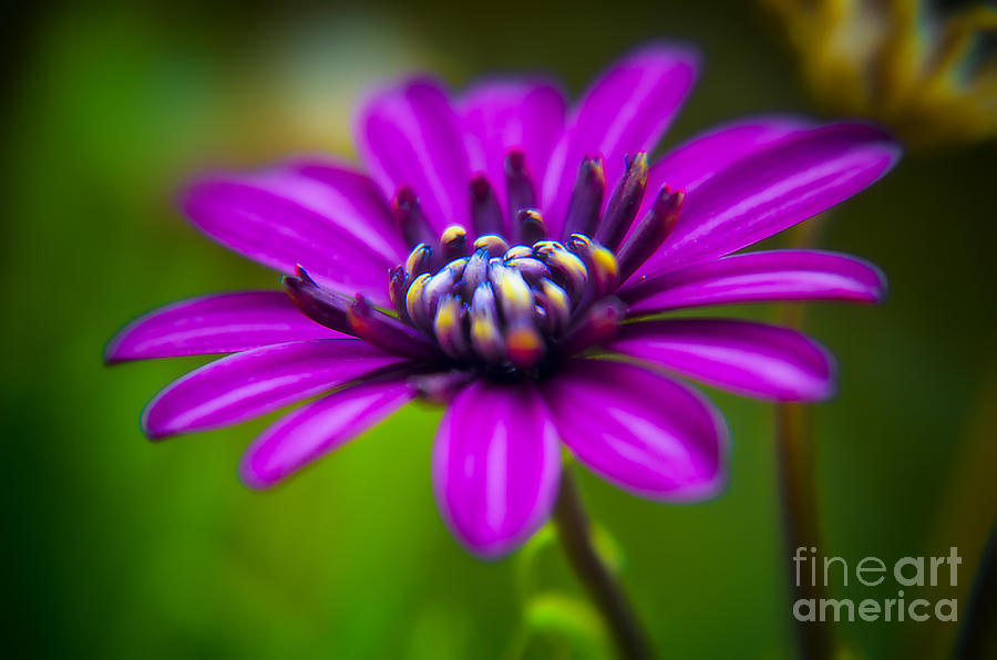 Nature Photograph - Nature explosion by Alessandro Giorgi Art Photography Nature Photograph - Nature explosion by Alessandro Giorgi Art Photography
