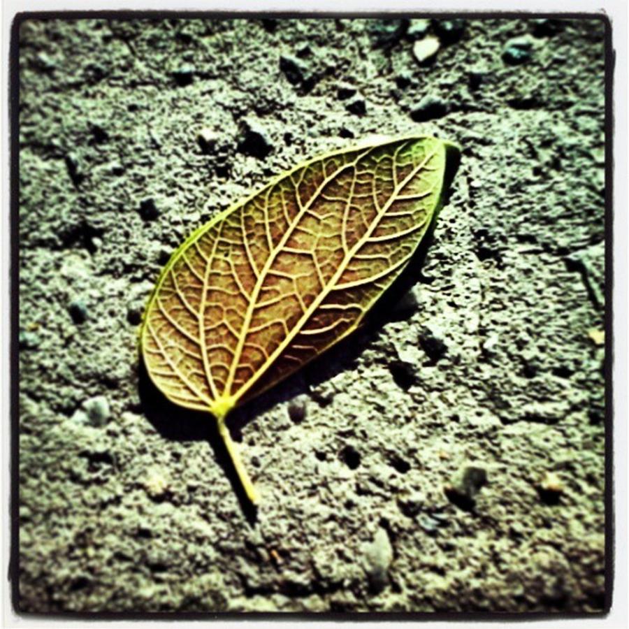 Nature Photograph - #nature #fall #otoño #autumn #leaf by Pilar Vigneaux