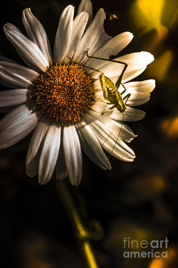 Nature fine art summer flower with insect Photograph by Jorgo Photography