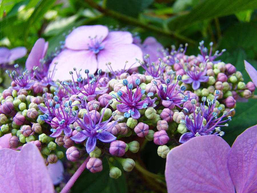 Nature Photograph - Nature Floral art prints Purple Hydrangea Flowers Baslee Troutman by Patti Baslee