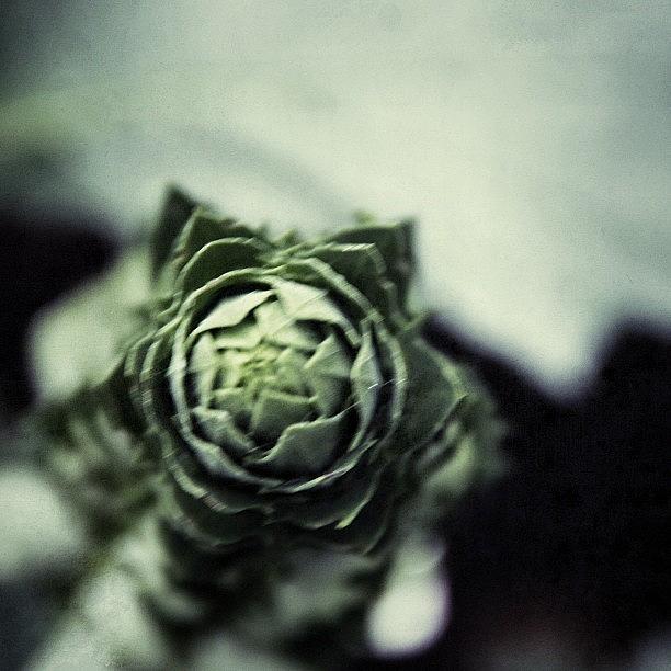 Nature Photograph - #nature #fractal #green by Jimena Martinez Toro