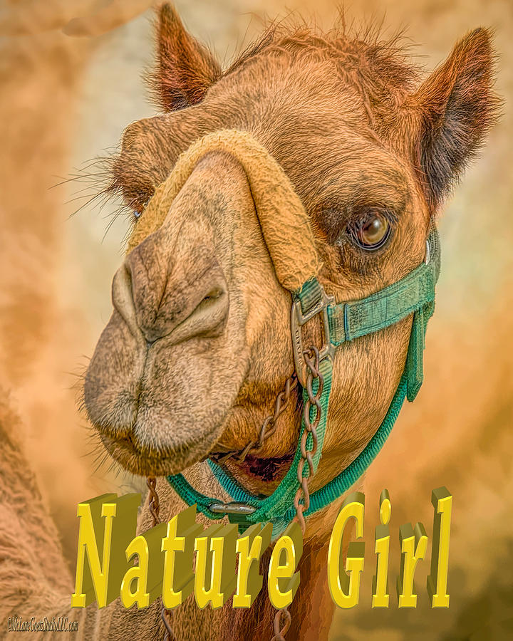 Nature Girl Camel Photograph by LeeAnn McLaneGoetz McLaneGoetzStudioLLCcom