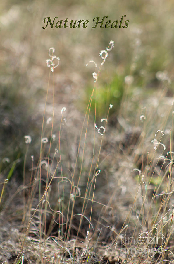 Nature Heals Photograph by Beauty For God - Fine Art America