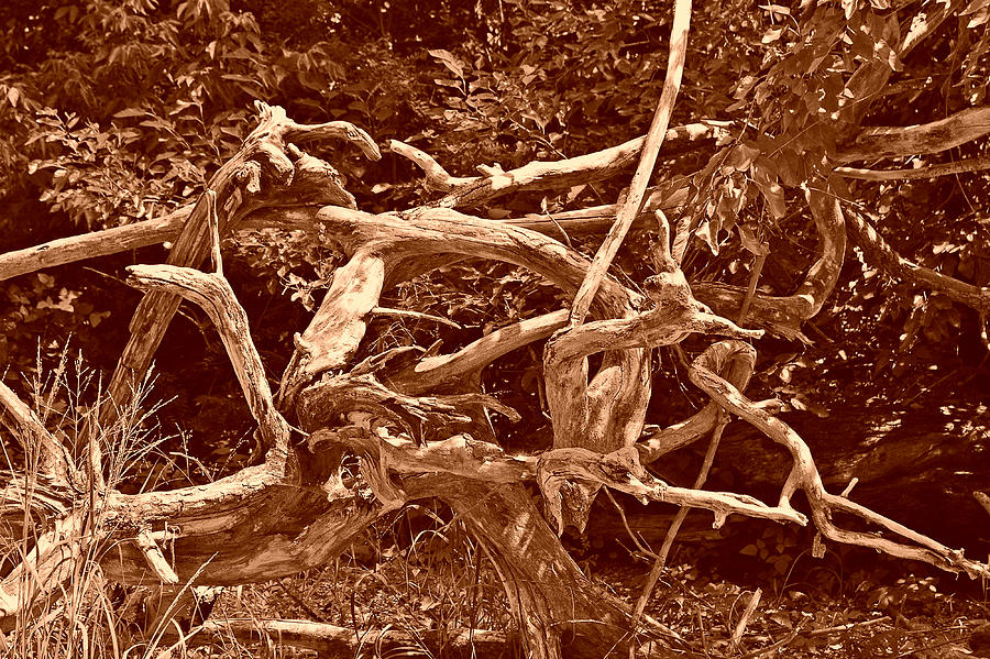 Abstract Deadwood Art Sepia Photograph by Stacie Siemsen