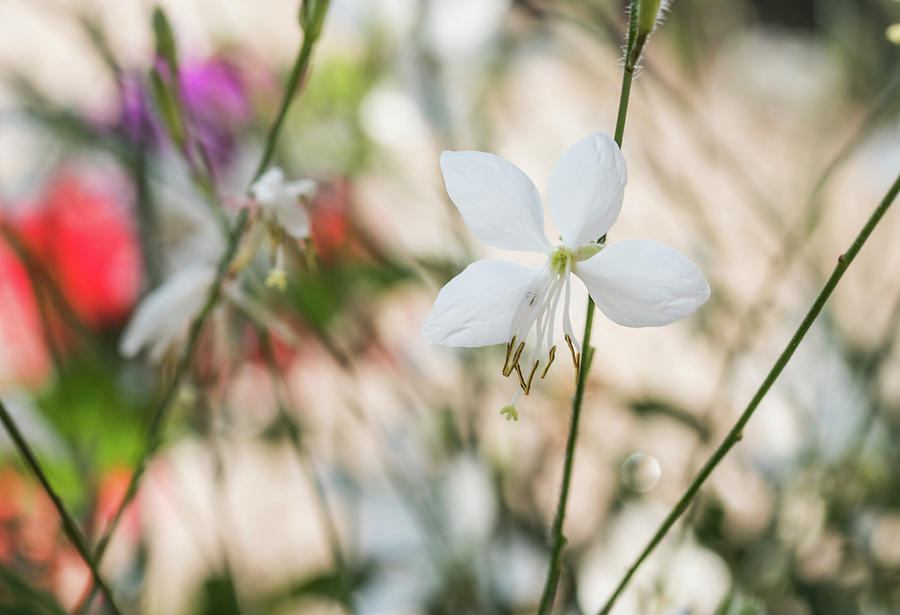 Nature in Abstract by Serena Vachon Nature in Abstract by Serena Vachon