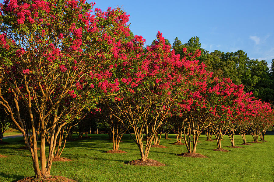 Nature in Full Bloom Photograph by Cliff Middlebrook - Fine Art America