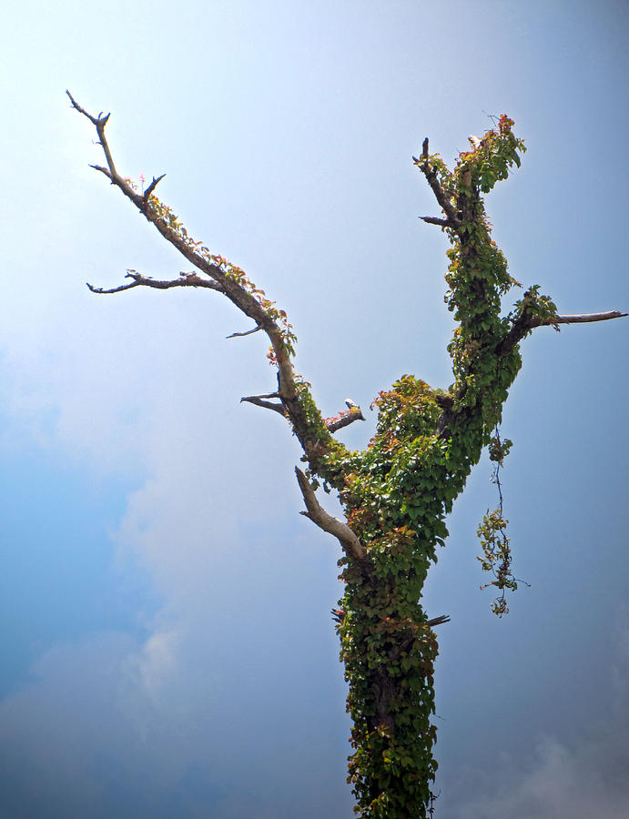 Tree Photograph - Nature In Praise by Richard Nickson Tree Photograph - Nature In Praise by Richard Nickson