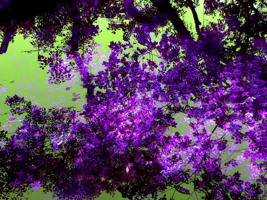 Nature Photograph - Nature in Purple by Rosalie Scanlon