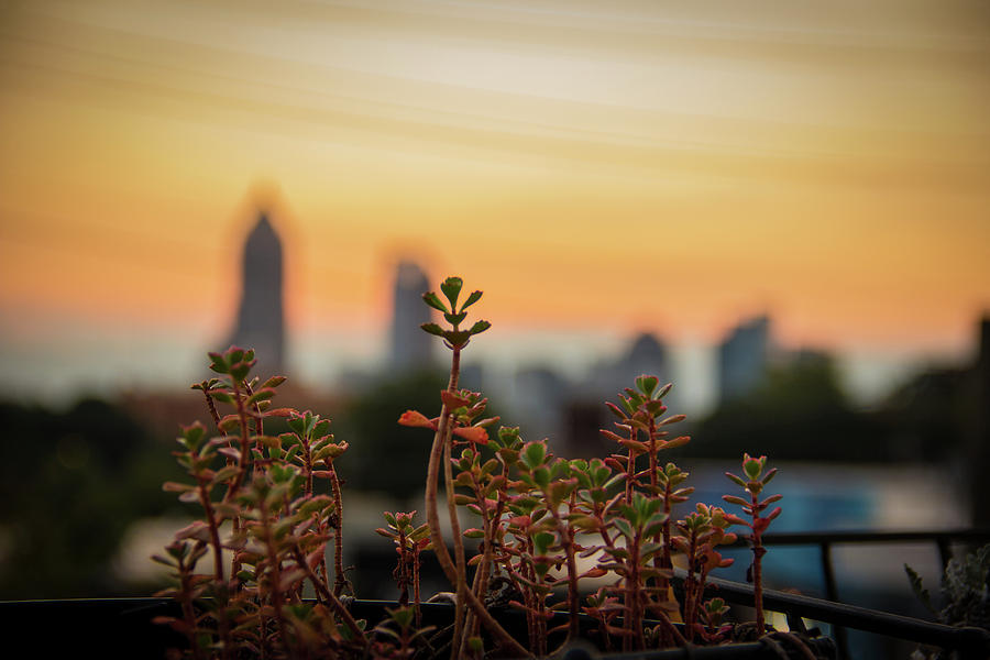 Nature in the City Photograph by Kenny Thomas