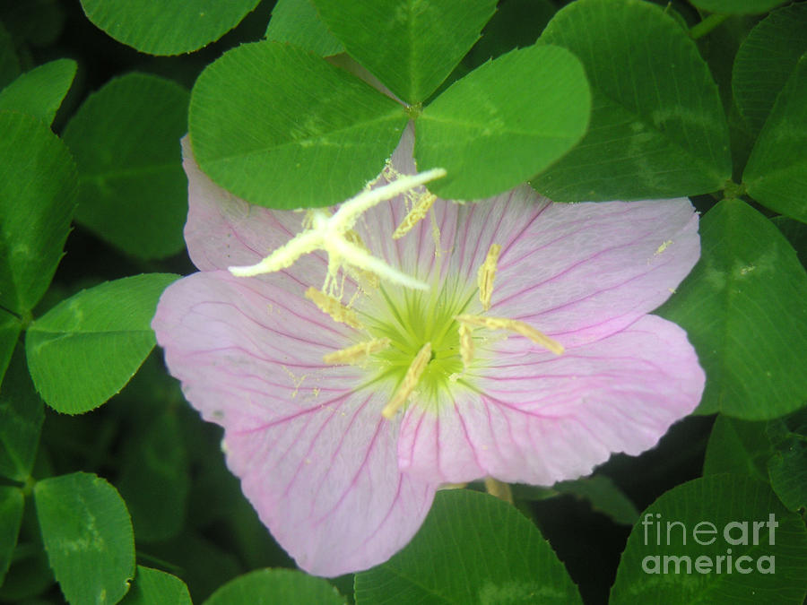 Nature Photograph - Nature In The Wild - Bathing In Clover by Lucyna A M Green