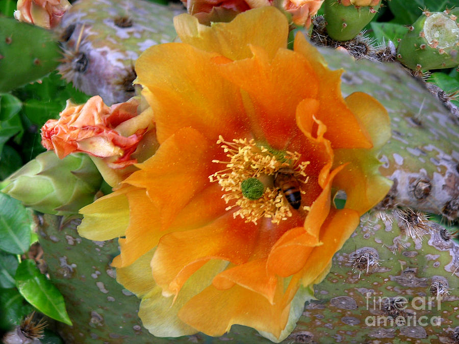 Nature In The Wild - Cactus Honey Photograph by Lucyna A M Green