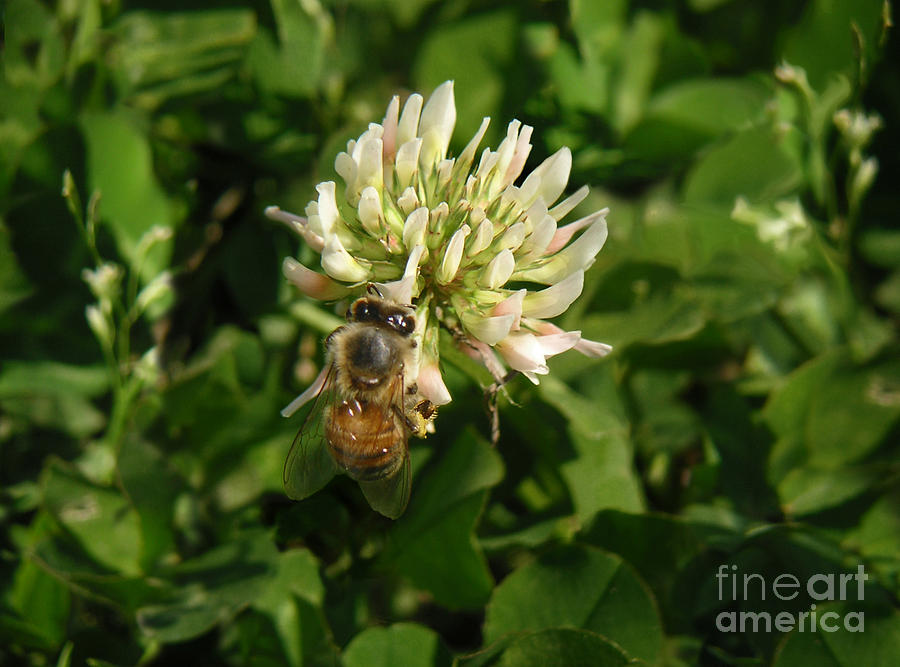 Nature Photograph - Nature In The Wild - Clover Honey by Lucyna A M Green