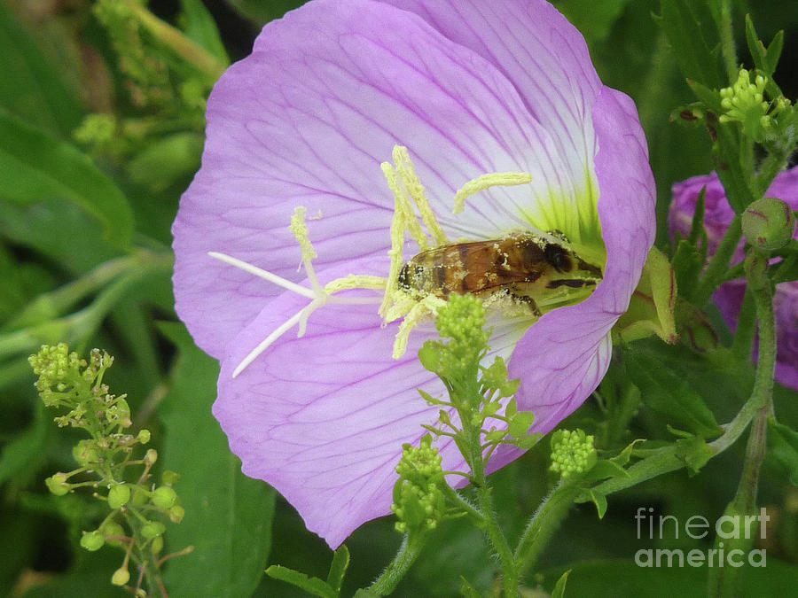 Nature Photograph - Nature In The Wild - The Pollinator by Lucyna A M Green