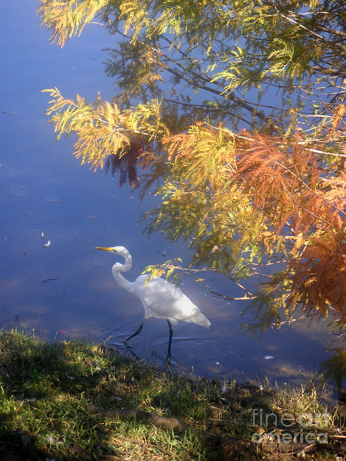 Nature In The Wild - Wading In The Shadows Of Autumn Photograph by Lucyna A M Green