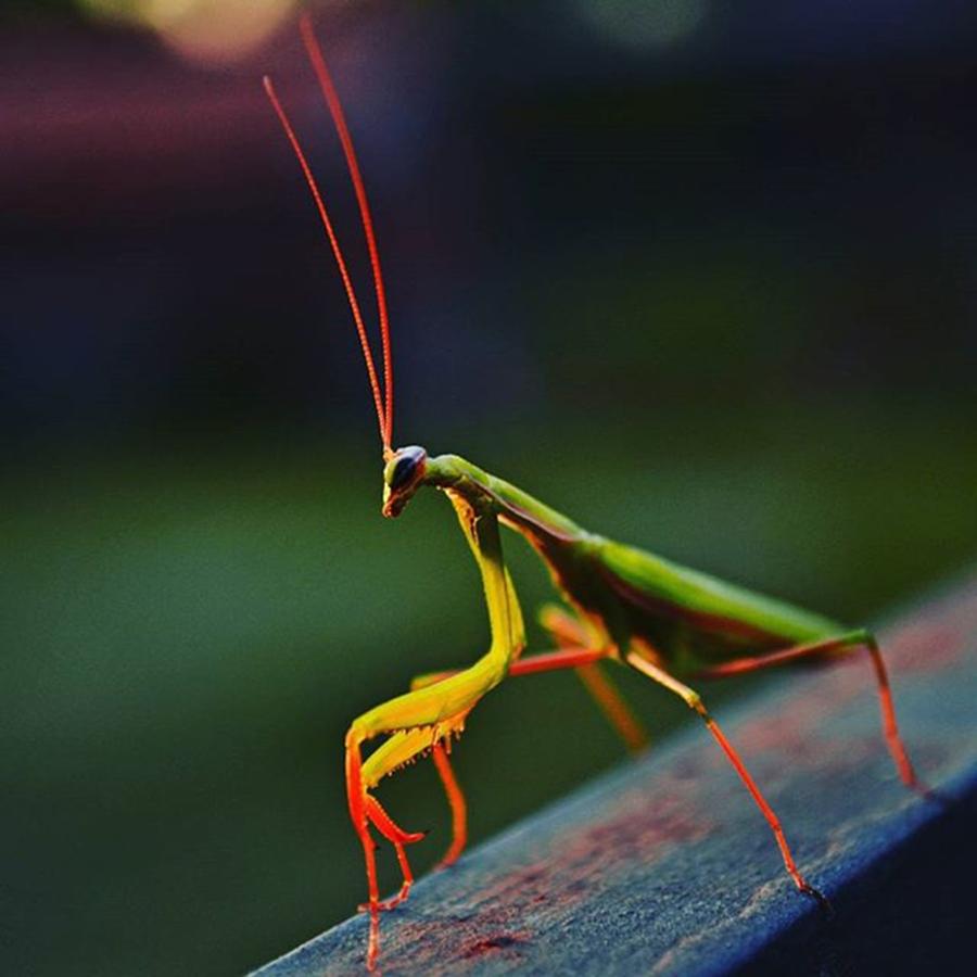 Nature Photograph - #nature #insect #bug #photooftheday by Marko Blazevic