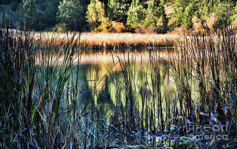 Nature  Lake Color California  Photograph by Chuck Kuhn