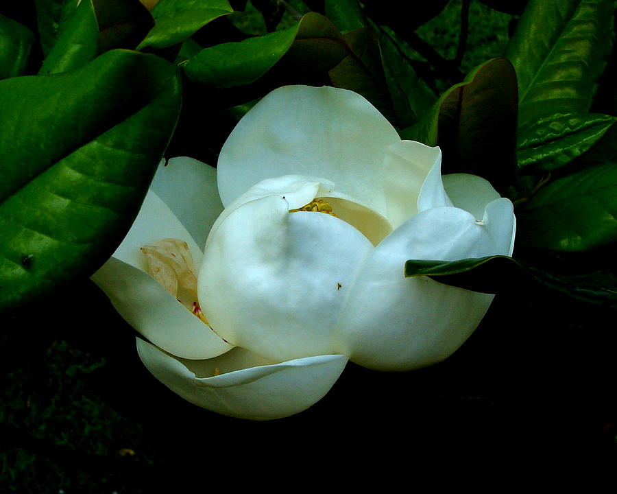 Magnolia Movie Pyrography - Nature Lighted Magnolia by Gaynor Perkins