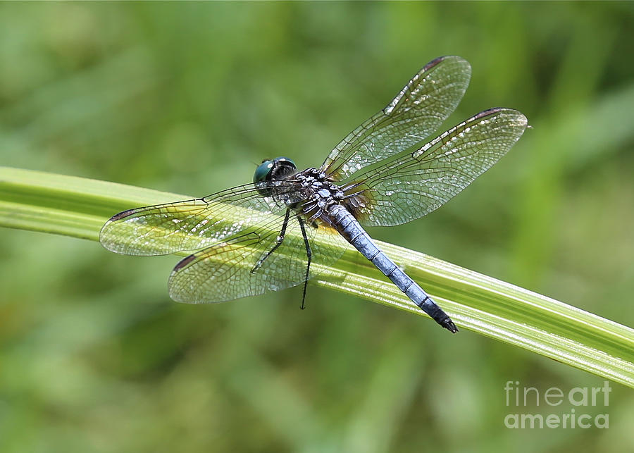 Nature Photograph - Nature Macro - Blue Dragonfly by Carol Groenen