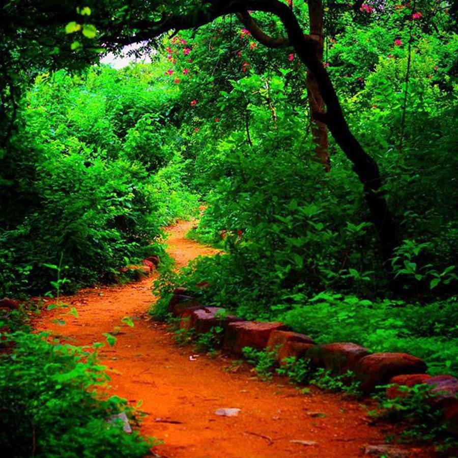 Nature Photograph - #nature #naturelovers #path #jungle by Vikas Rathee