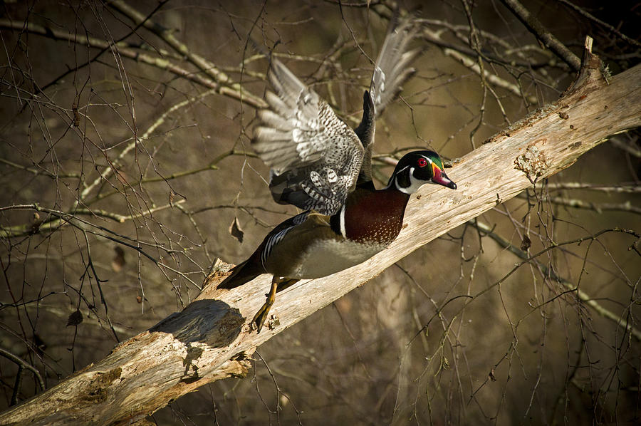 Wood Duck Photograph - Natures paintbrushwood duck  waterfowl aix sponsain flight by Rob Mclean 