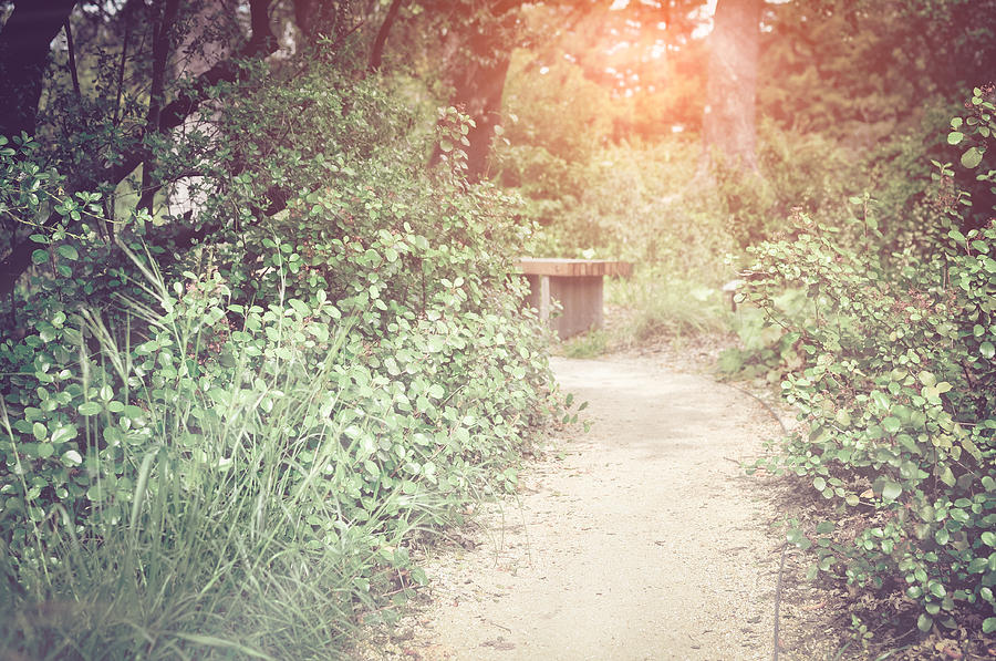 Nature Path and Bench in Background with Instagram Style Filter Photograph by Brandon Bourdages