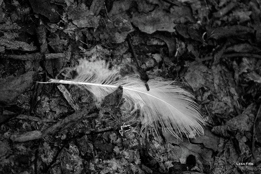 Nature Photography Fallen BW Photograph by Lesa Fine