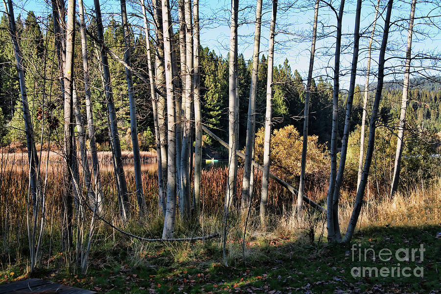 Nature Pine Trees Landscape  Photograph by Chuck Kuhn