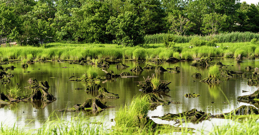 Nature preserve swamp Photograph by Sam Rino