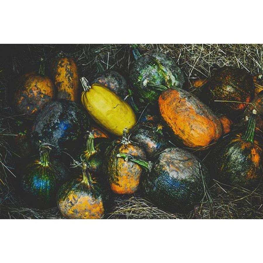 Nature Photograph - #nature #pumpkin #garden #hot_shotz by Marko Blazevic