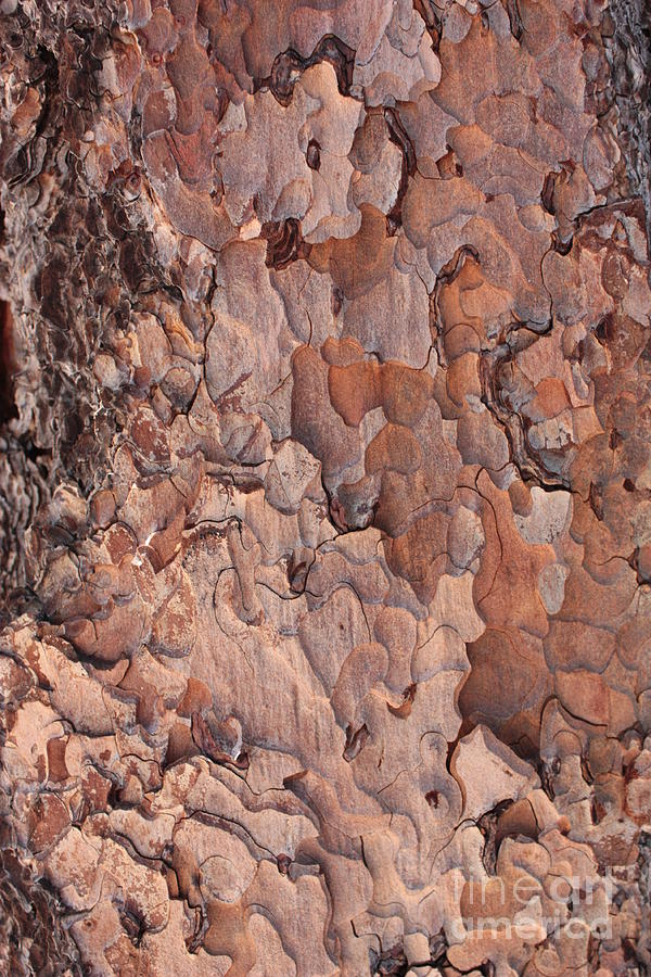 Bark Photograph - Nature Puzzle by Carol Groenen