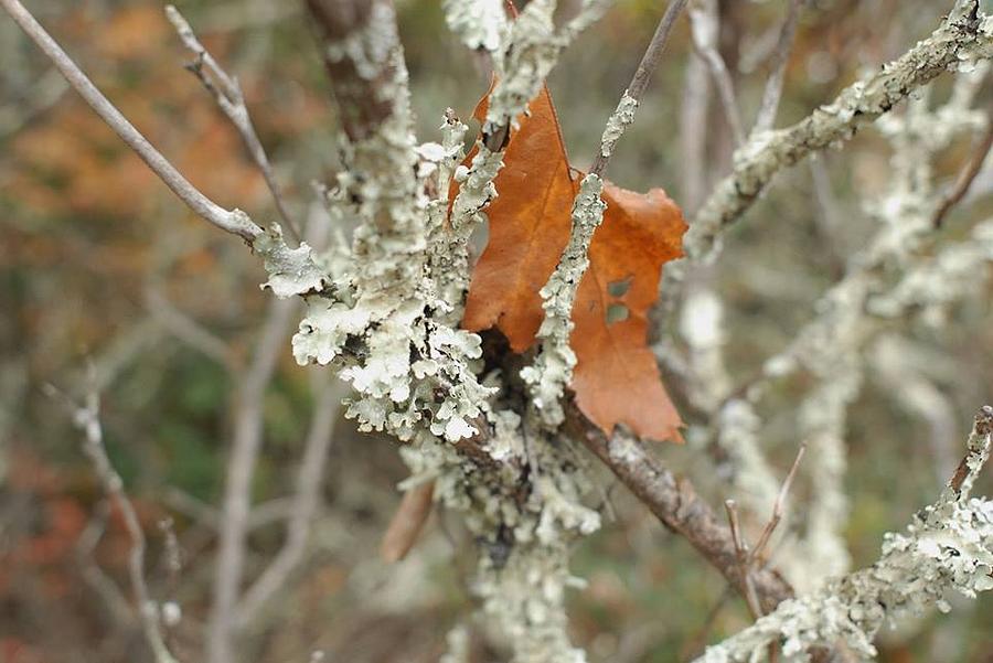 Nature scene Upstate New York Photograph by Jennifer Huegel-Giacoppo ...