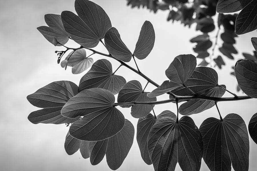 Nature Photograph - Nature Simple Perfection BW by Christian Vaccese