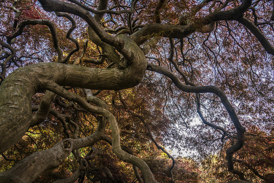 Nature Photograph - Nature Tangle by Kristopher Schoenleber