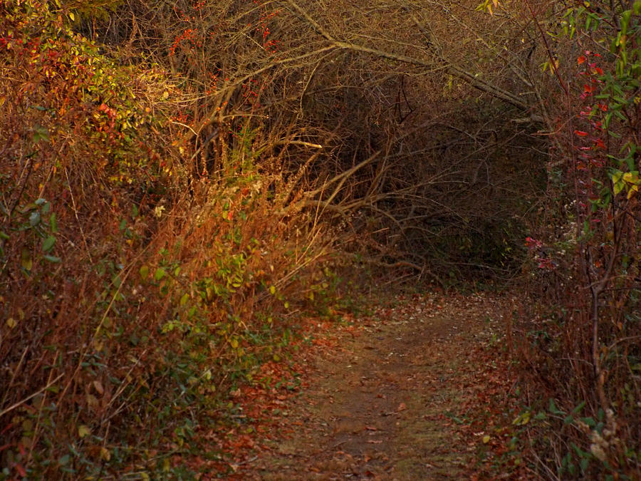 Nature Trail 2 Digital Art by Steve Breslow