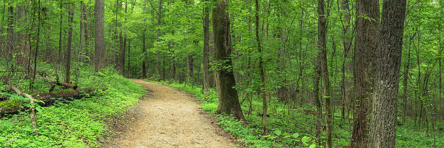 Nature Trail in Charlotte North Carolina Panorama Photograph by Ranjay Mitra