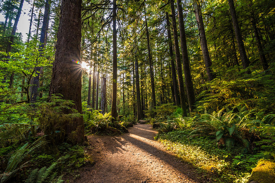 Nature Trail Photograph by Kristopher Schoenleber