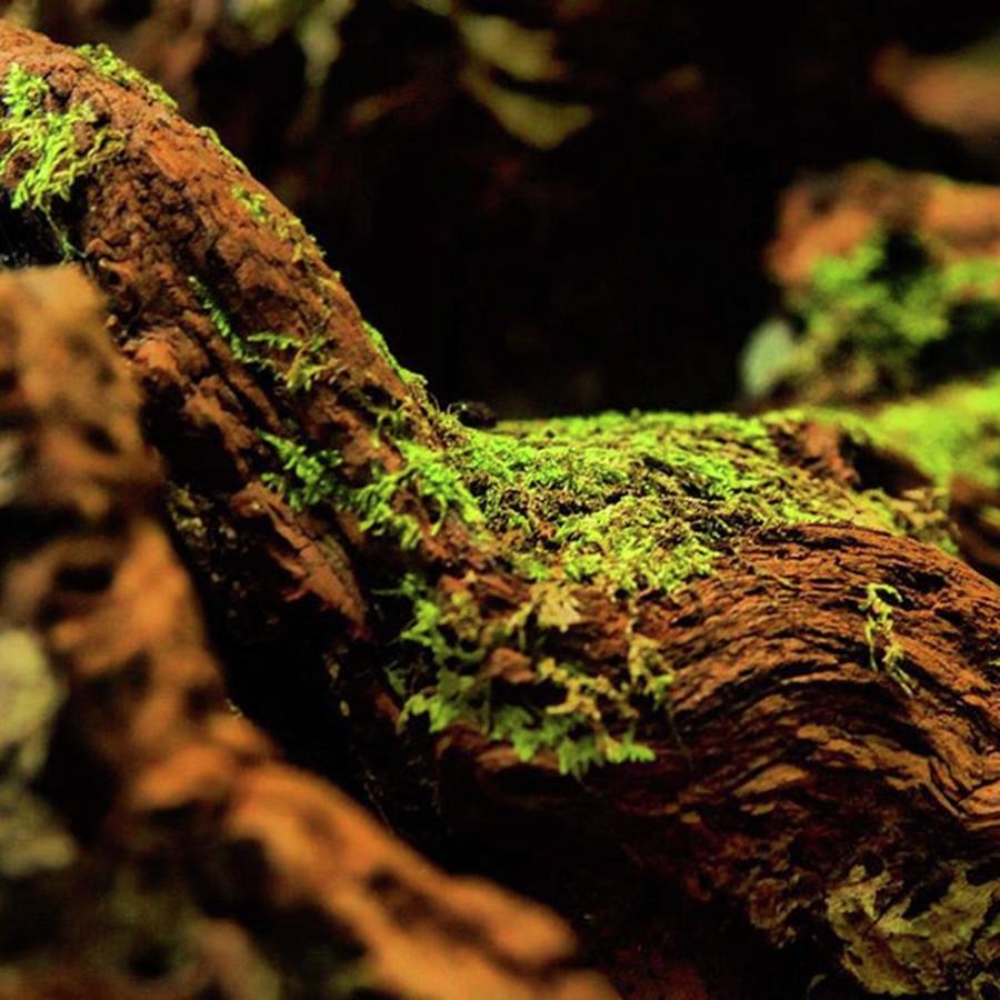 Nature Photograph - Nature Up Close #nature #tree #moss by Aleem Allie
