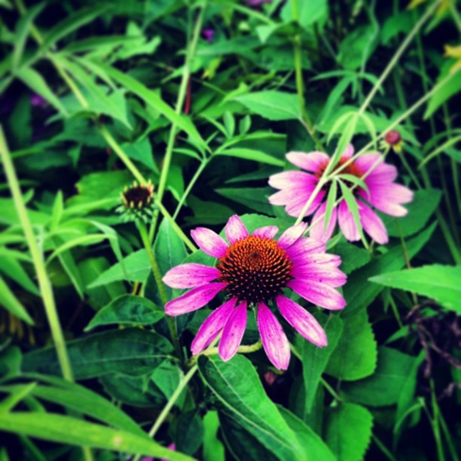 Flower Photograph - Nature Walk At Reeds Lake!
#flowers by Cassie Cotto