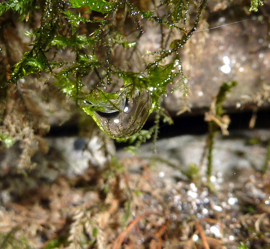Nature water drop Photograph by Lukasz Ryszka