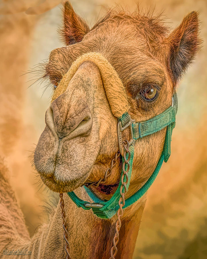 Nature Wear Camel Photograph by LeeAnn McLaneGoetz McLaneGoetzStudioLLCcom