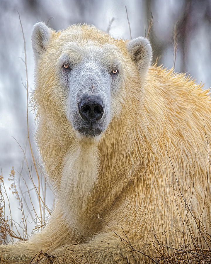 Nature Wear Polar Bear Photograph by LeeAnn McLaneGoetz McLaneGoetzStudioLLCcom