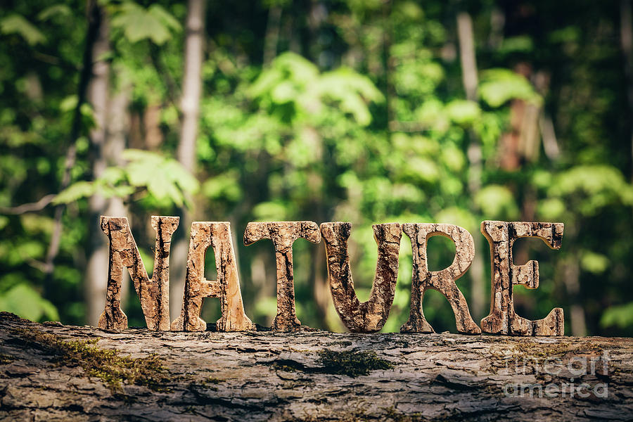 NATURE writing made from wooden letters in the forest Photograph by Michal Bednarek