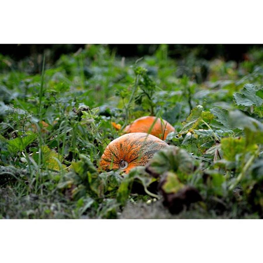 Nature Photograph - #naturelovers #nature #pumpkin #green by Marko Blazevic
