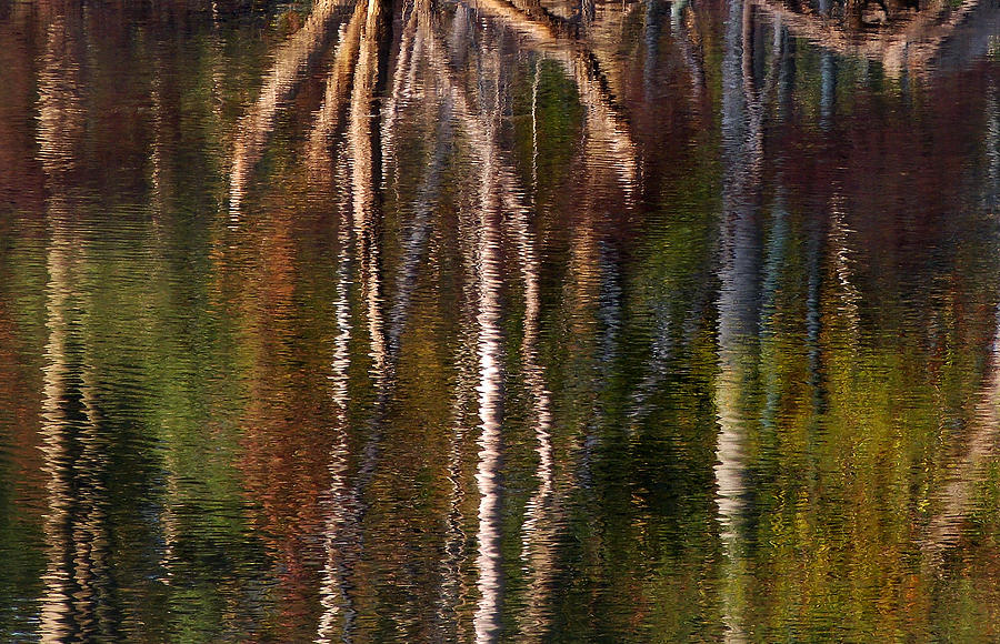 Natures Abstraction Photograph by Skip Willits