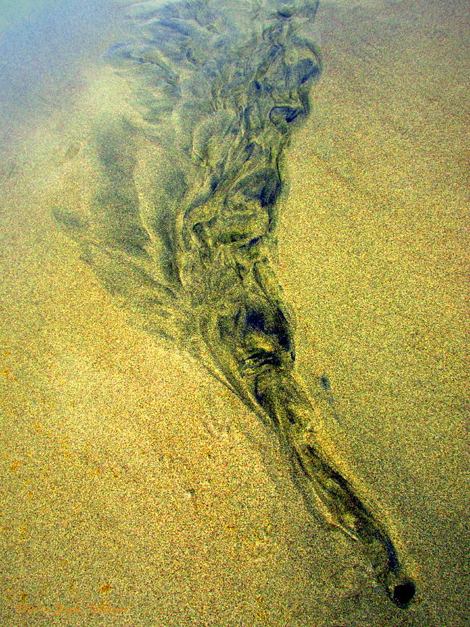 Natures abstracts In The Sand Photograph by Joyce Dickens