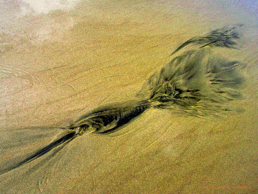 Natures abstracts In The Sand Three Photograph by Joyce Dickens