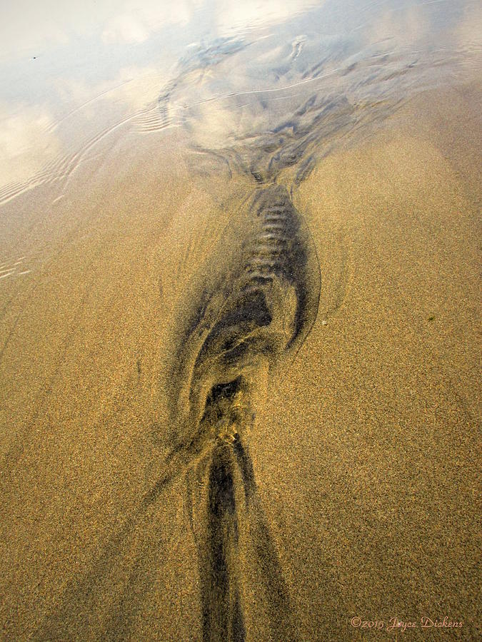 Natures abstracts In The Sand Two Photograph by Joyce Dickens