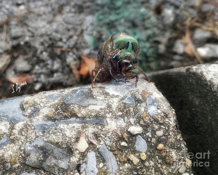 Insect Photograph - Natures Aliens by Steven Digman Insect Photograph - Natures Aliens by Steven Digman