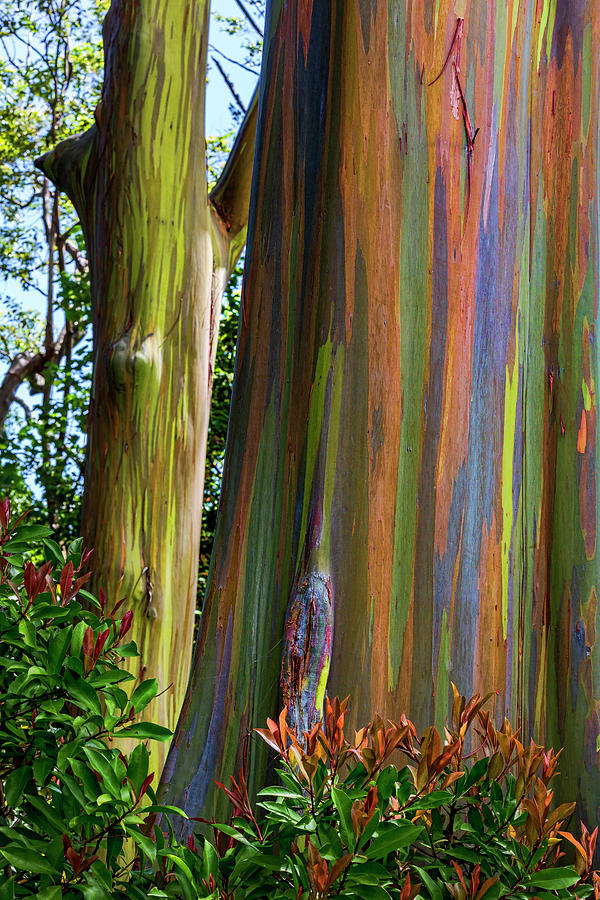 Eucalyptus Photograph - Natures Art by Kelley King